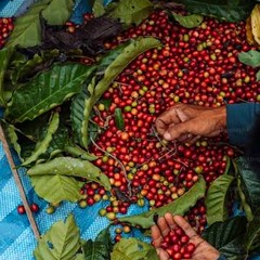Farmer hand-picking coffee cherries