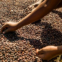 Hands sorting graded coffee beans
