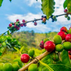 Ripe coffee cherries on the branch