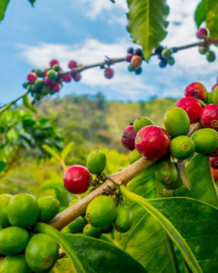 Ripe coffee cherries growing on the branch