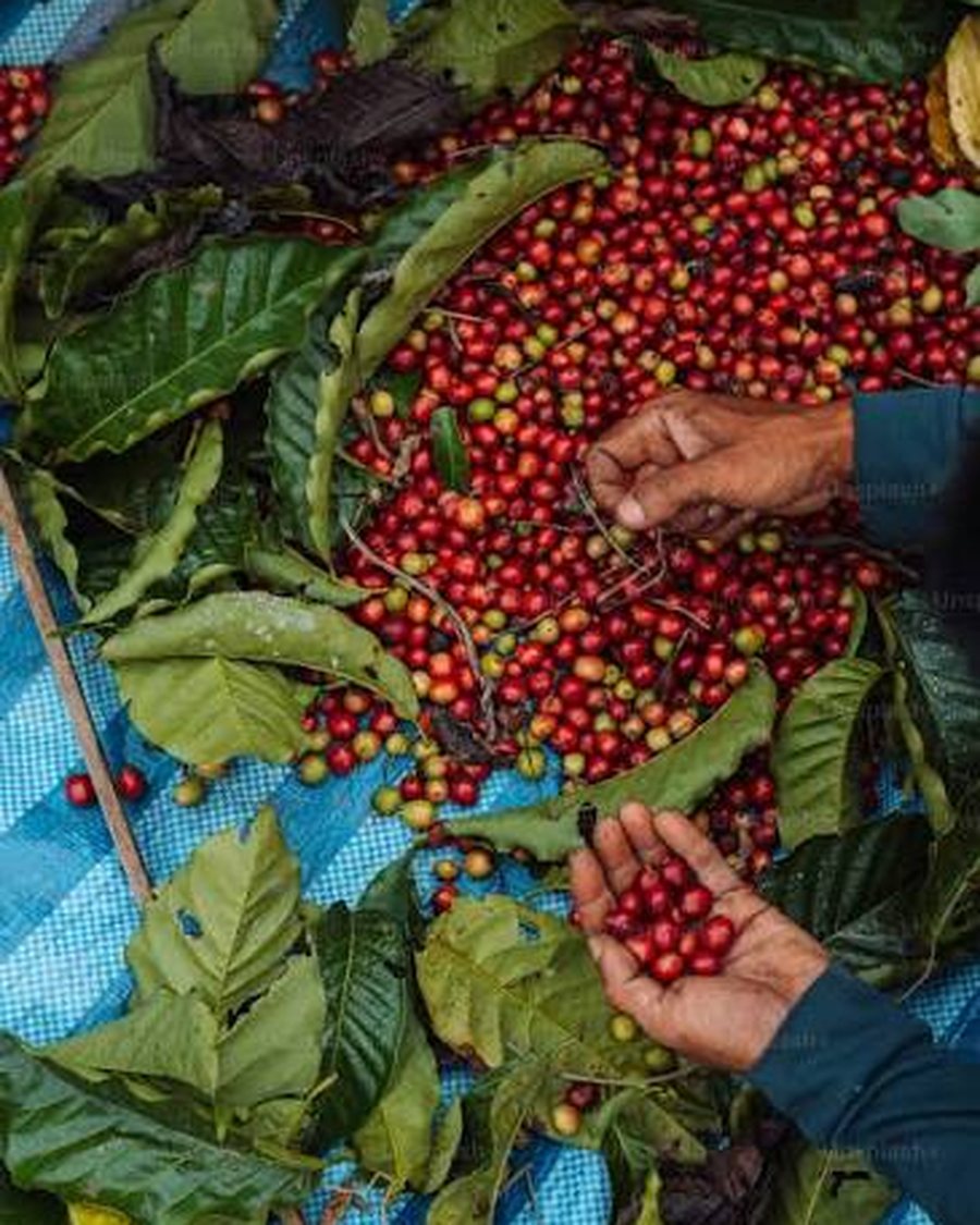 Hands sorting freshly picked coffee cherries on a tarp