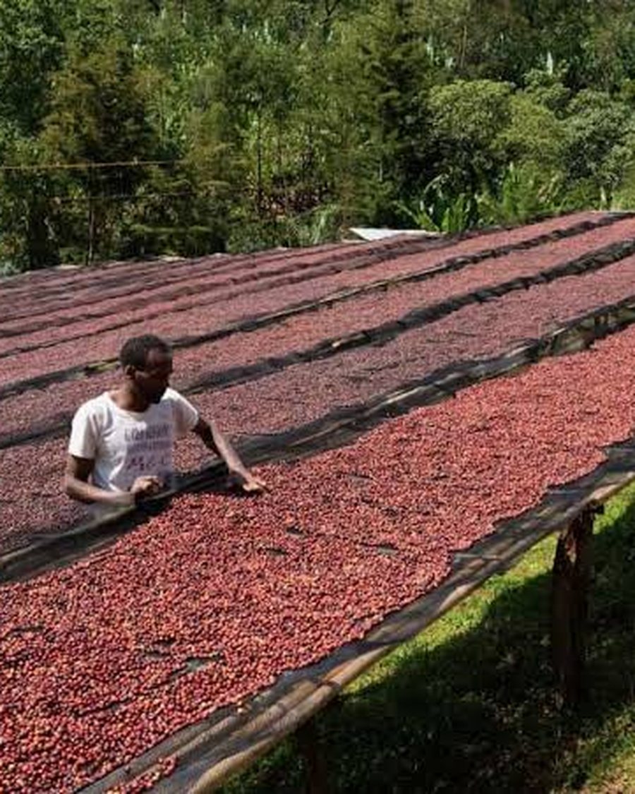 Coffee cherries drying on raised beds in the highlands